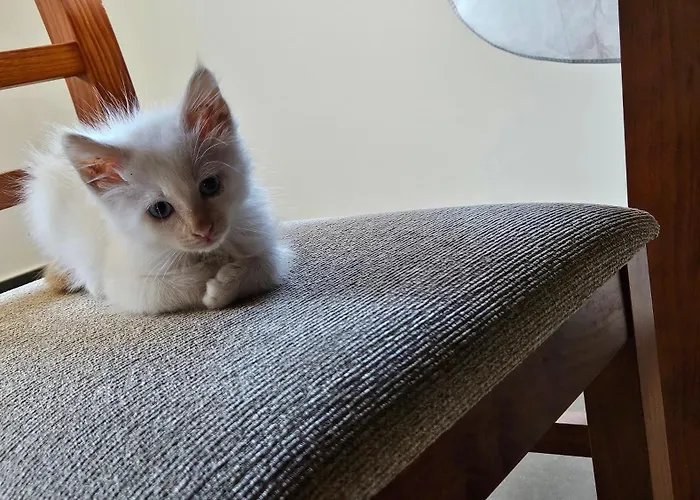 Casa Andrea Πόρτο Νόβο